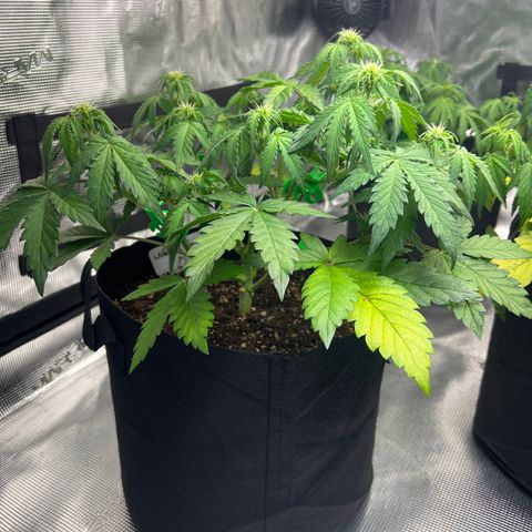 Wedding Cake Auto 10 Liter BioBizz  growlog timeline photo