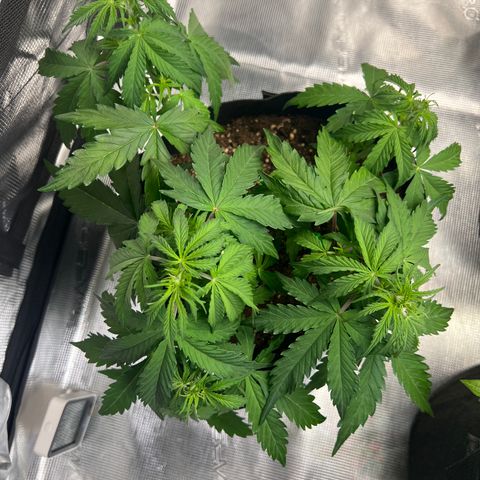 HulkBerry Auto 10 Liter BioBizz growlog timeline photo