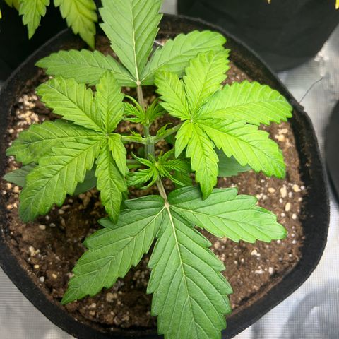 Wedding Cake Auto + Myko 10 Liter Greenhouse growlog timeline photo