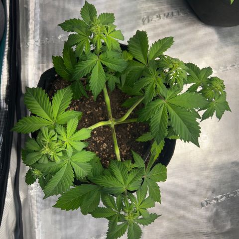 Hulk Berry 2 & Myko 10Liter BioBizz  growlog timeline photo