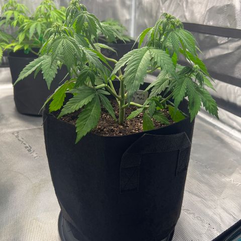 Hulk Berry 2 & Myko 10Liter BioBizz  growlog timeline photo