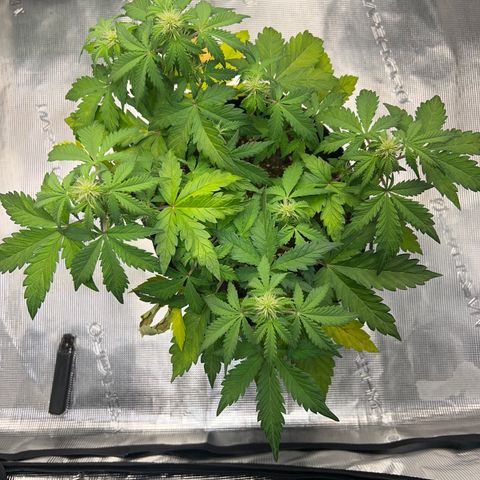 Wedding Cake Auto 10 Liter BioBizz  growlog timeline photo