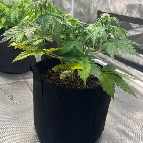 Wedding Cake Auto 10 Liter BioBizz  growlog timeline photo