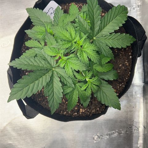 Haze Berry 2 & Myko - 10Liter BioBizz growlog timeline photo