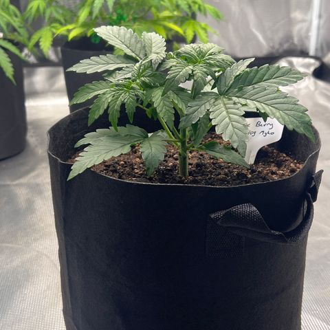 Haze Berry 2 & Myko - 10Liter BioBizz growlog timeline photo