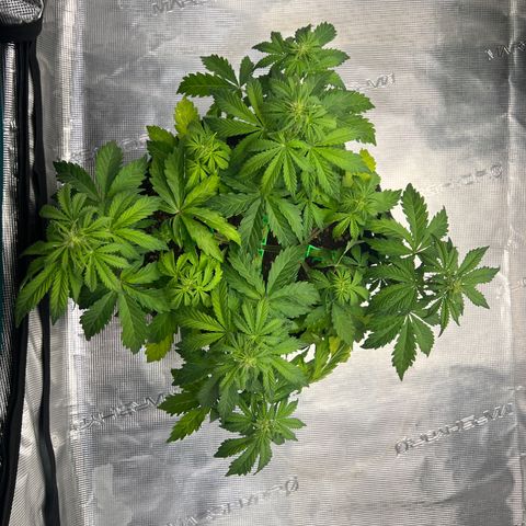 Haze Berry Automaic 10 Liter BioBizz growlog timeline photo