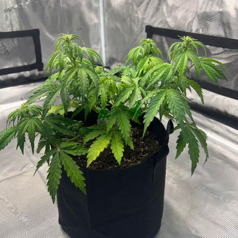 Haze Berry Automaic 10 Liter BioBizz growlog timeline photo