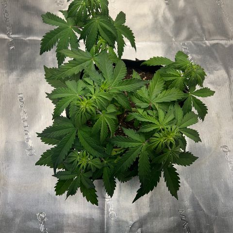 HulkBerry Auto 10 Liter BioBizz growlog timeline photo