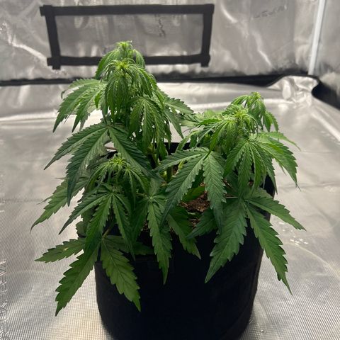 HulkBerry Auto 10 Liter BioBizz growlog timeline photo