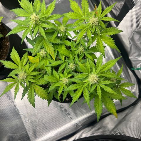 Wedding Cake Auto 10 Liter BioBizz  growlog timeline photo