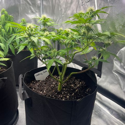 Wedding Cake Auto 10 Liter BioBizz  growlog timeline photo