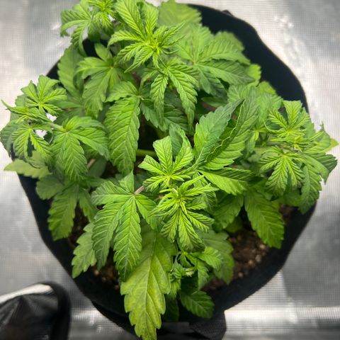 Haze Berry 2 & Myko - 10Liter BioBizz growlog timeline photo