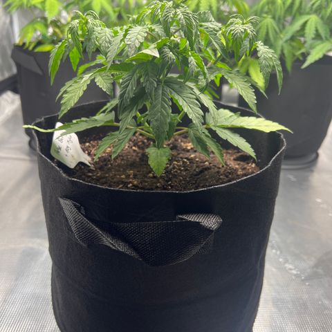 Haze Berry 2 & Myko - 10Liter BioBizz growlog timeline photo