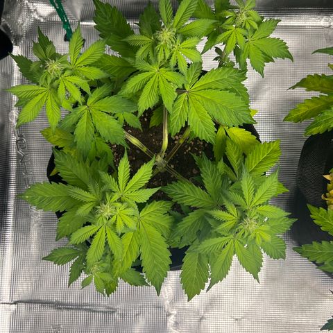 Hulk Berry 2 & Myko 10Liter BioBizz  growlog timeline photo