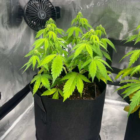 Hulk Berry 2 & Myko 10Liter BioBizz  growlog timeline photo