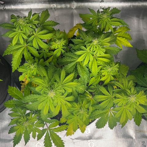 Haze Berry Automaic 10 Liter BioBizz growlog timeline photo