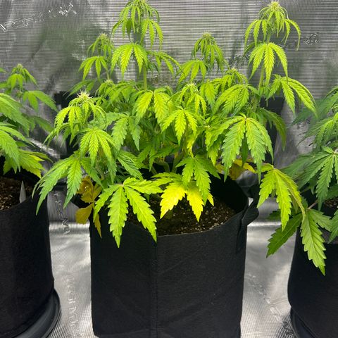 Haze Berry Automaic 10 Liter BioBizz growlog timeline photo