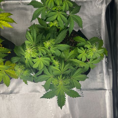 HulkBerry Auto 10 Liter BioBizz growlog timeline photo
