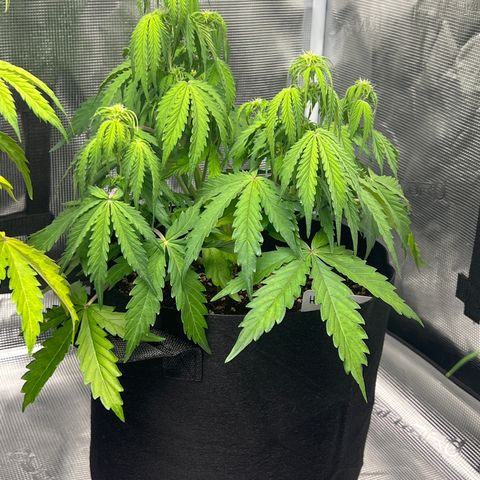 HulkBerry Auto 10 Liter BioBizz growlog timeline photo