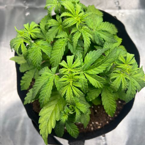 Haze Berry 2 & Myko - 10Liter BioBizz growlog timeline photo