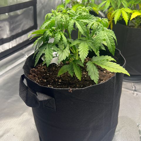 Haze Berry 2 & Myko - 10Liter BioBizz growlog timeline photo