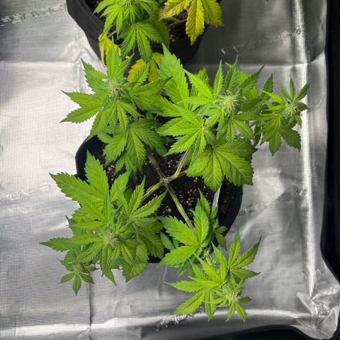 Hulk Berry 2 & Myko 10Liter BioBizz  growlog timeline photo