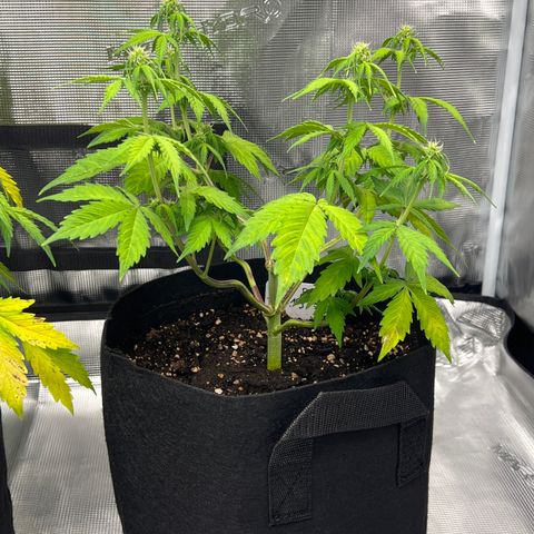 Hulk Berry 2 & Myko 10Liter BioBizz  growlog timeline photo