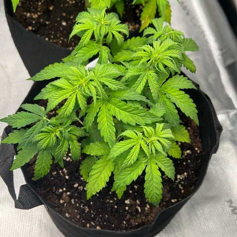 Haze Berry 2 & Myko - 10Liter BioBizz growlog timeline photo