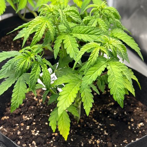 Haze Berry 2 & Myko - 10Liter BioBizz growlog timeline photo
