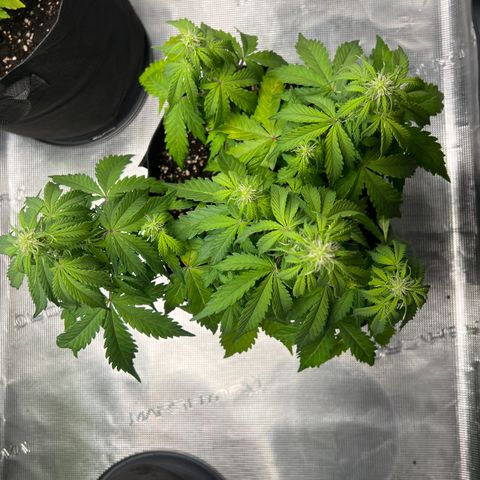 HulkBerry Auto 10 Liter BioBizz growlog timeline photo