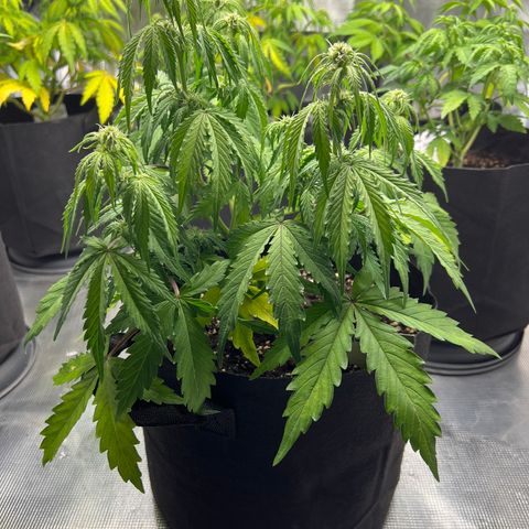 HulkBerry Auto 10 Liter BioBizz growlog timeline photo
