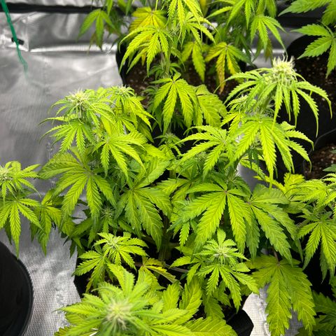 Haze Berry Automaic 10 Liter BioBizz growlog timeline photo