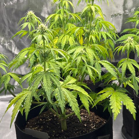 Haze Berry Automaic 10 Liter BioBizz growlog timeline photo