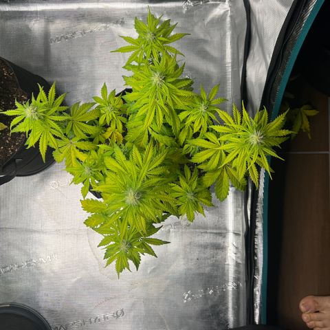Haze Berry Automaic 10 Liter BioBizz growlog timeline photo