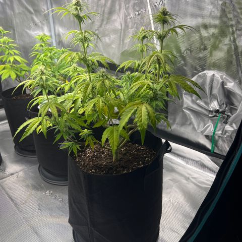 Haze Berry Automaic 10 Liter BioBizz growlog timeline photo