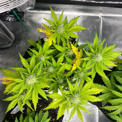 Wedding Cake Auto 10 Liter BioBizz  growlog timeline photo