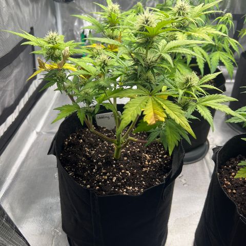 Wedding Cake Auto 10 Liter BioBizz  growlog timeline photo