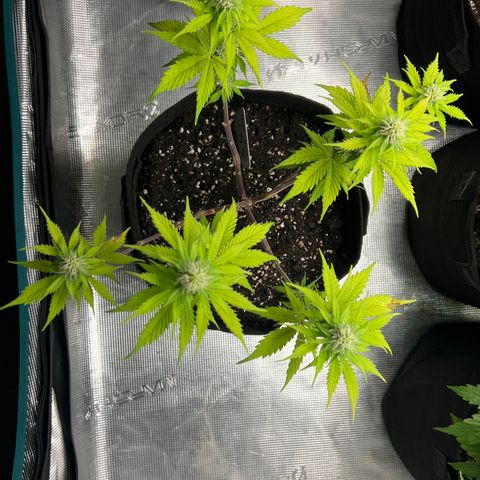 Hulk Berry 2 & Myko 10Liter BioBizz  growlog timeline photo