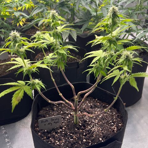 Hulk Berry 2 & Myko 10Liter BioBizz  growlog timeline photo