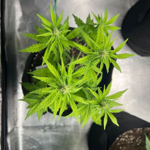 Haze Berry 2 & Myko - 10Liter BioBizz growlog timeline photo