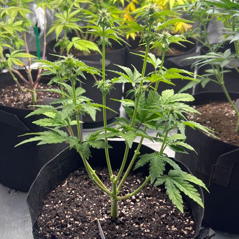 Haze Berry 2 & Myko - 10Liter BioBizz growlog timeline photo