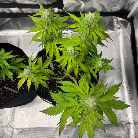 HulkBerry Auto 10 Liter BioBizz growlog timeline photo