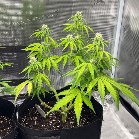 HulkBerry Auto 10 Liter BioBizz growlog timeline photo