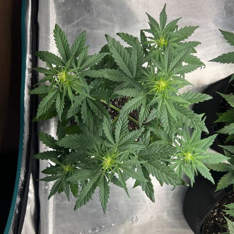 Wedding Cake Auto + Myko 10 Liter Greenhouse growlog timeline photo
