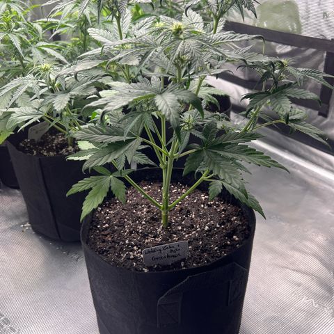 Wedding Cake Auto + Myko 10 Liter Greenhouse growlog timeline photo