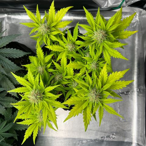 Wedding Cake Auto 10 Liter BioBizz  growlog timeline photo