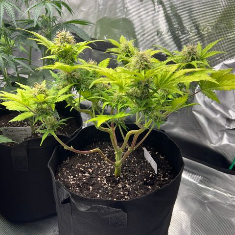 Wedding Cake Auto 10 Liter BioBizz  growlog timeline photo