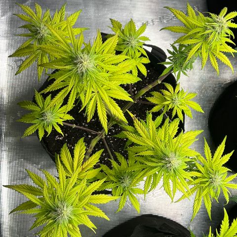 Haze Berry Automaic 10 Liter BioBizz growlog timeline photo