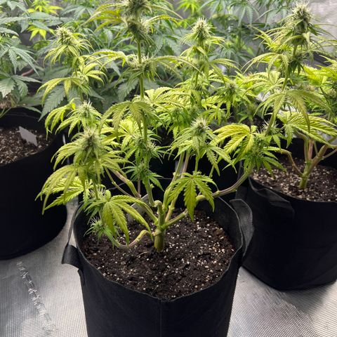 Haze Berry Automaic 10 Liter BioBizz growlog timeline photo