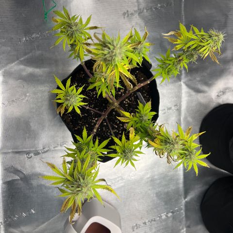 Haze Berry Automaic 10 Liter BioBizz growlog timeline photo